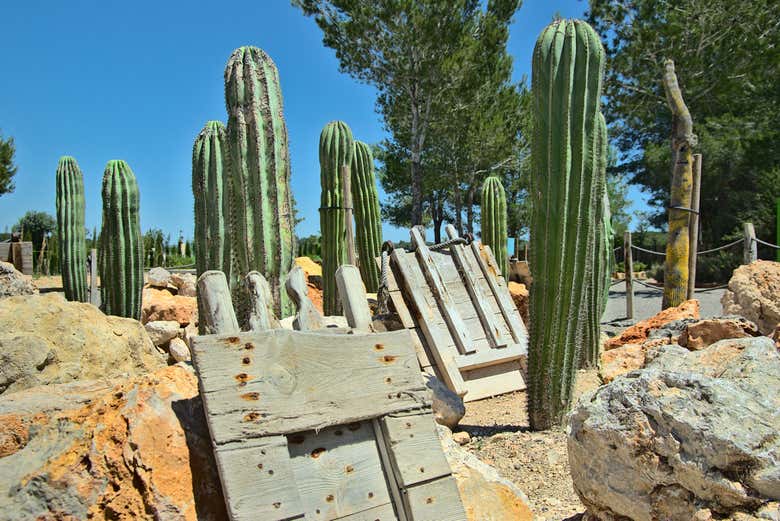 Cactos no BIBO PARK